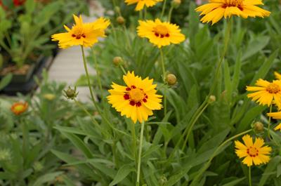 Coreopsis grandiflor